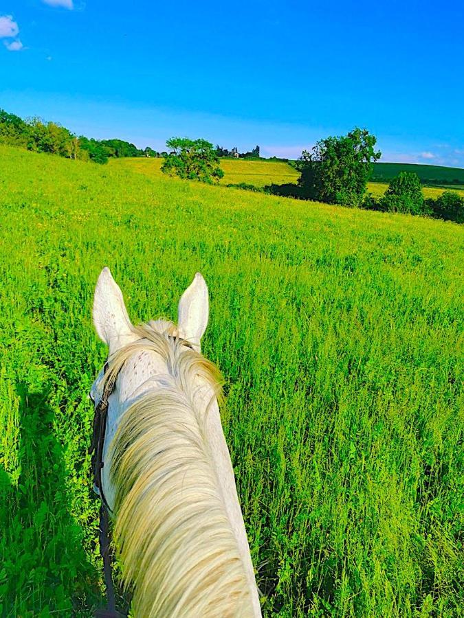 蒙桑Fabuleux - Domaine Du Moulin D'Andraut Bordeaux-Chevaux-Golf-St Emilion别墅 外观 照片